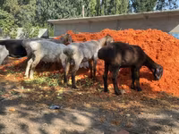 Kambing jantan, Sheep — foto 3