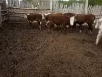 Vache, Bovins — photo 2