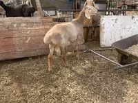 میش, Edilbay sheep — عکس 5