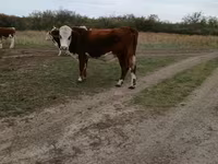 سانڈ, Simmental cattle — تصویر 2