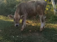 Бик, Swiss cattle — фото 3