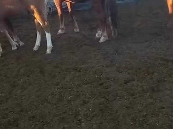 اسب نر, Kazakh horse