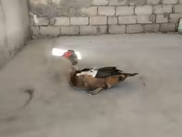مسکوی خانگی — عکس 3