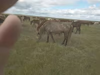 ፈረስ, Horses — ፎቶ 2