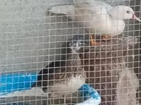 Ducks — zdjęcie 2