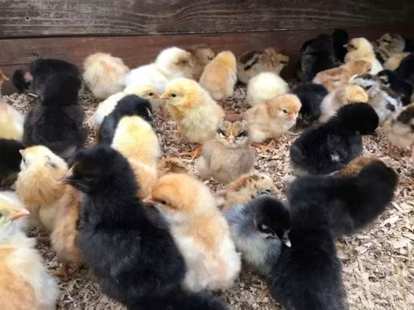 Chickens