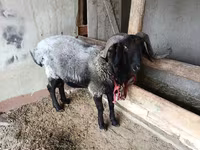 Beran, Blackheaded Persian sheep — foto 2