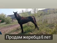 اسب نر, Altai horse — عکس 7