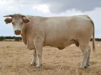 Ko, Charolais cattle — foto 8