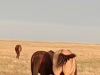 اسب نر, اسب — عکس 4