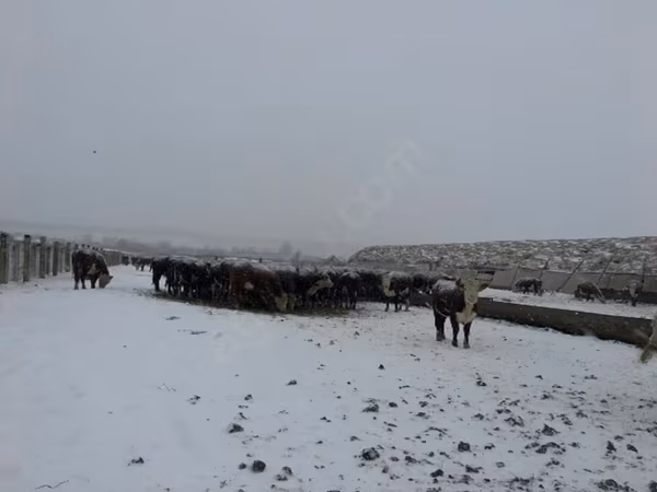 Αγελάδα, Γκερέφορντ