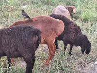 숫양, Arashan sheep — 사진 1