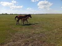 ม้าตัวเมีย, Kinsky horse — รูปภาพ 4