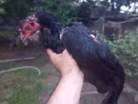 Chickens — 4. fotó