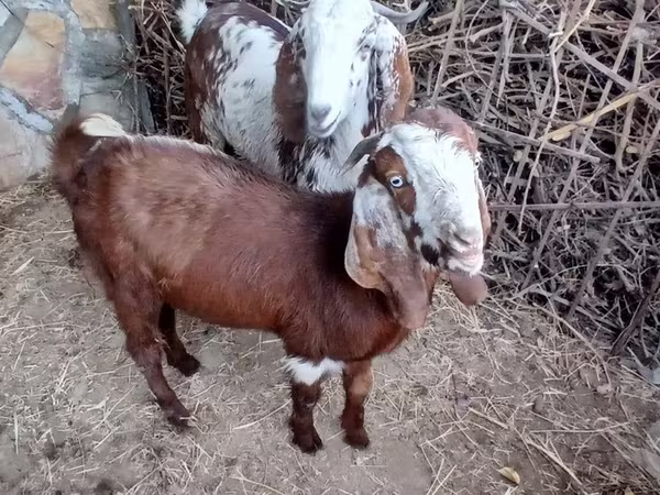 Koza, Beetal goats