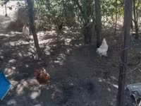 Chickens — عکس 4