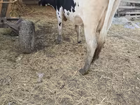 गाय, Russian Black pied cattle — फ़ोटो 2