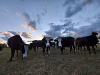 ВРХ (партія, стать не вказано), Simmental cattle — фото 6