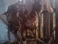 Buk, Nubian Goat — foto 4