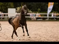 수말, Akhal-Teke — 사진 1