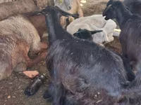 Kambing betina, Goats — foto 2