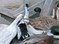 Ducks — Foto 3