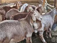Beran, Arashan sheep — foto 1
