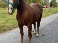 Kuda jantan, Andalusian horse — foto 2