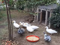 Ducks — عکس 2