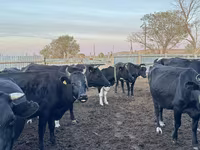 วัวตัวเมีย, Swiss cattle — รูปภาพ 5