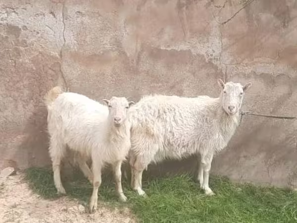 雌ヤギ, Russian White goat