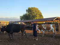 Bulle, Simmental cattle — Foto 7
