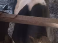 گاو نر, Russian Black pied cattle — عکس 7