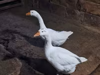 Geese — foto 2
