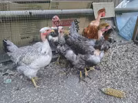 Chickens — عکس 1