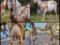 பெண் வெள்ளாடு, Nubian Goat — புகைப்படம் 1