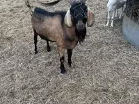 Bode, Nubian Goat — foto 2