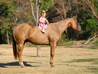 ม้าตัวผู้, Quarter Horse — รูปภาพ 2