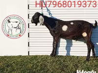 Buk, Nubian Goat — foto 4