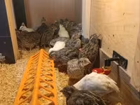 Quails — عکس 4
