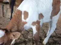 Lembu betina, Cattle — foto 2