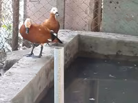 Ducks — foto 4