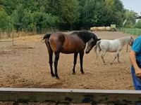 Klisna, Nonius horse — foto 3