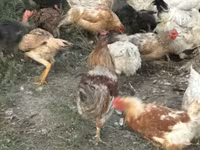 Chickens — 照片 1