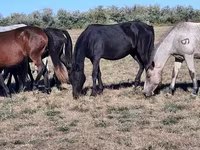 مادیان, Kazakh horse — عکس 2