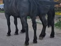 Hengst, Paarden — foto 1