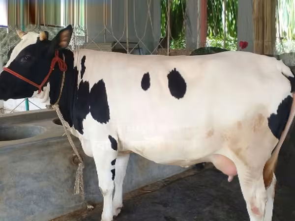 ላም, Holstein breed