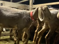 भेड़, Arashan sheep — फ़ोटो 6