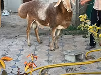 Widder, Arashan sheep — Foto 4