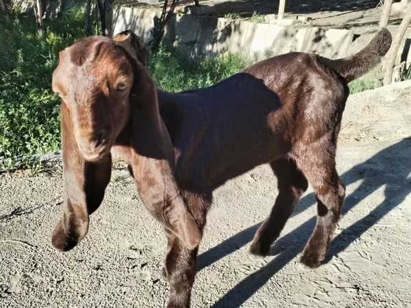 Cabra, Kamori goats